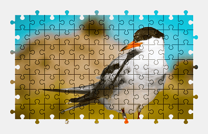 Jigsaw puzzle online bird,animal,colorful