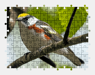 Jigsaw puzzle online bird,animal,nature,colorful