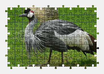 Jigsaw puzzle online bird,animal,nature,zoo