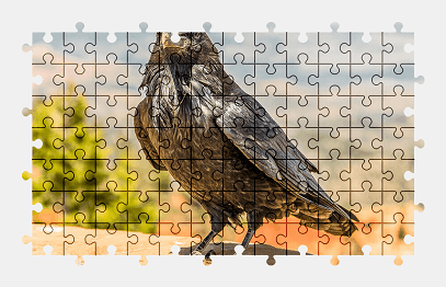 Jigsaw puzzle online black,bird,nature,wildlife,animal,colorful