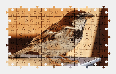 Jigsaw puzzle online bird,sparrow,animal