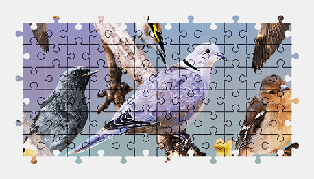 Jigsaw puzzle online bird,animal,colorful