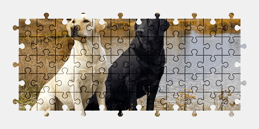 Jigsaw puzzle online labrador,animal,dog,nature,colorful