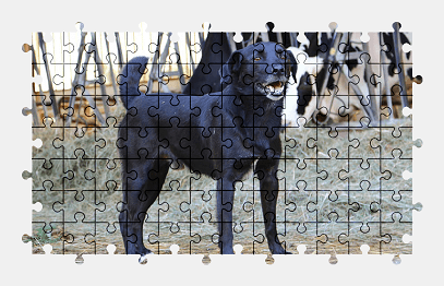 Jigsaw puzzle online black,dog,pet,farm,animal