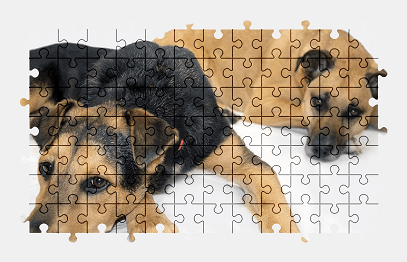Jigsaw puzzle online dog,animal,colorful