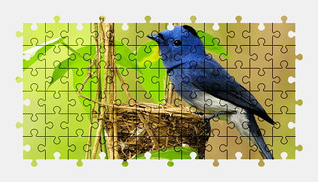 Jigsaw puzzle online bird,animal,nature,colorful