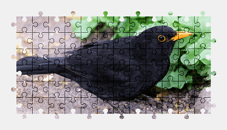 Jigsaw puzzle online blackbird,bird,animal