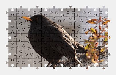 Jigsaw puzzle online blackbird,bird,animal