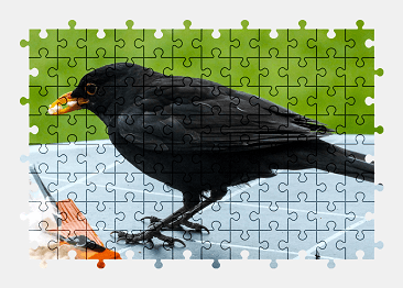 Jigsaw puzzle online black,blackbird,bird,animal,colorful