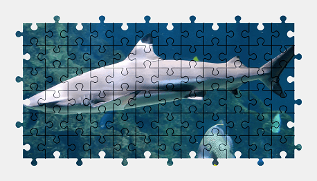 Jigsaw puzzle online shark,fish,animal