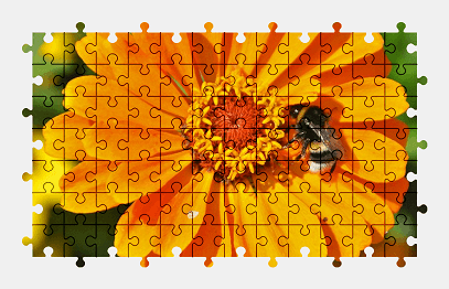 Jigsaw puzzle online orange,zinnia,flower,nature,colorful,bee,animal