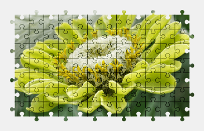 Jigsaw puzzle online flower,zinnia,nature,colorful