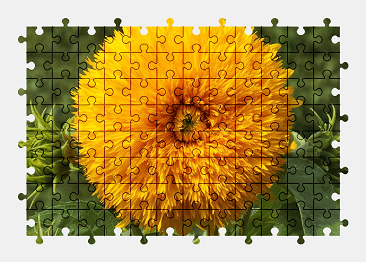 Jigsaw puzzle online yellow,sunflower,flower,blossom,bloom,nature,colorful