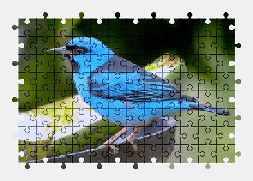 Jigsaw puzzle online bird,animal,colorful