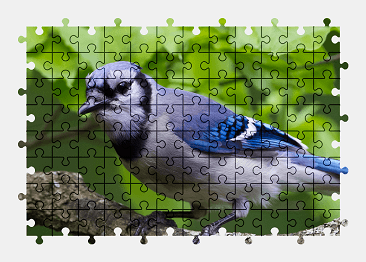 Jigsaw puzzle online jay,bird,animal,nature,colorful