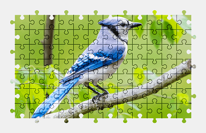 Jigsaw puzzle online jay,bird,nature,animal,colorful