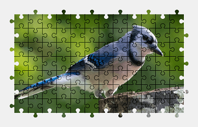 Jigsaw puzzle online bird,animal,jay