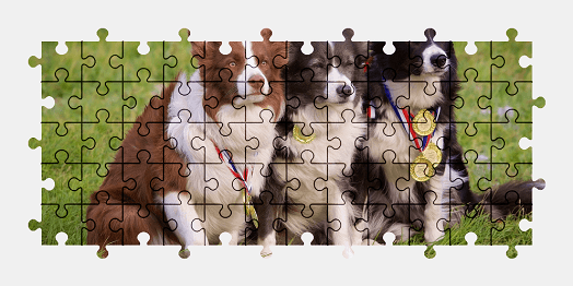 Jigsaw puzzle online border-collie,dog,animal,colorful