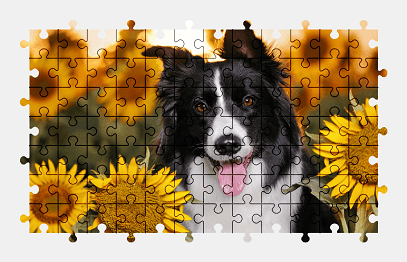 Jigsaw puzzle online border-collie,dog,animal,sunflower,flower,nature,colorful