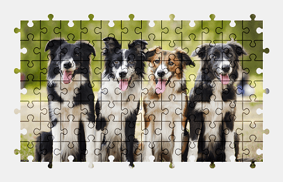 Jigsaw puzzle online border-collie,dog,animal,colorful