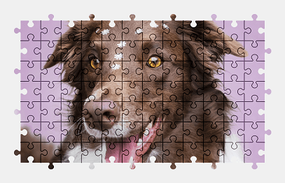 Jigsaw puzzle online border-collie,dog,animal,colorful