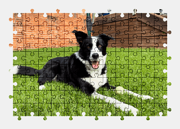 Jigsaw puzzle online dog,animal,colorful,border-collie