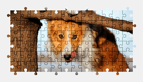 Jigsaw puzzle online border-collie,dog,animal,colorful