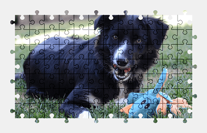 Jigsaw puzzle online border-collie,dog,animal