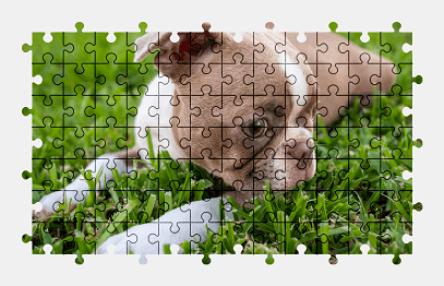 Jigsaw puzzle online puppy,dog,animal,colorful