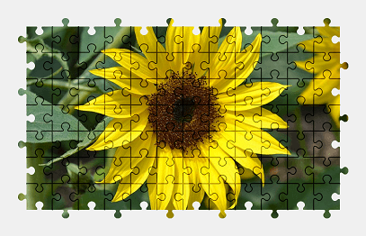 Jigsaw puzzle online flower,sunflower,garden,nature