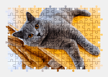 Jigsaw puzzle online british-shorthair,cat,animal,pet,colorful