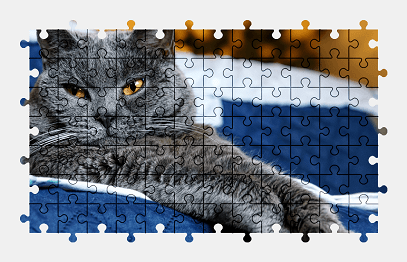 Jigsaw puzzle online british-shorthair,cat,animal,pet,colorful