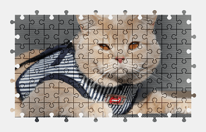 Jigsaw puzzle online british-shorthair,cat,animal,pet