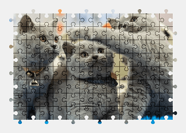 Jigsaw puzzle online british-shorthair,kitten,cat,animal