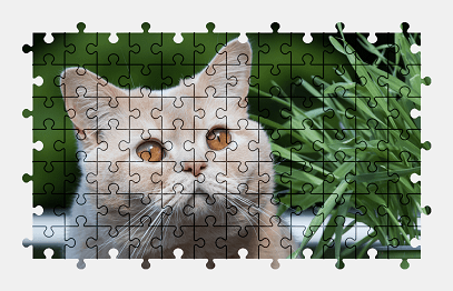 Jigsaw puzzle online british-shorthair,cat,animal,pet