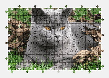 Jigsaw puzzle online british-shorthair,cat,animal,colorful