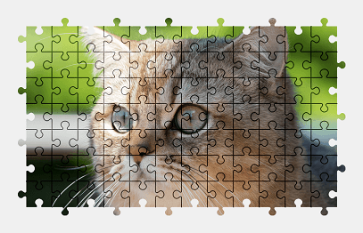 Jigsaw puzzle online british-shorthair,cat,animal,colorful