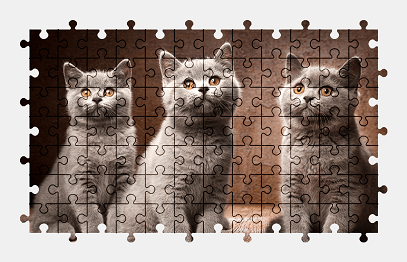 Jigsaw puzzle online british-shorthair,cat,animal,pet