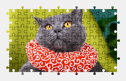 Jigsaw puzzle online british-shorthair,cat,animal,pet,colorful