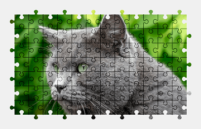 Jigsaw puzzle online british-shorthair,cat,animal,colorful