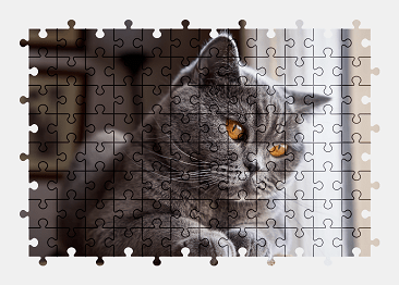Jigsaw puzzle online british-shorthair,cat,pet,animal
