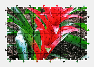 Jigsaw puzzle online red,plant,exotic,nature,colorful