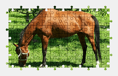 Jigsaw puzzle online horse,animal,grass