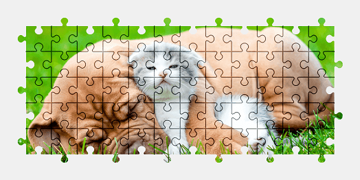 Jigsaw puzzle online bulldog,cat,animal,nature,colorful
