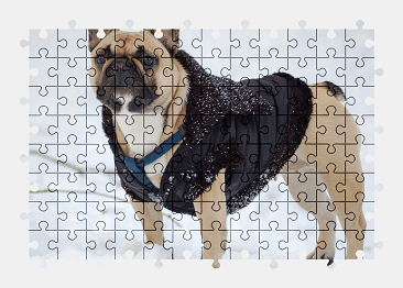 Jigsaw puzzle online bulldog,dog,pet,snow,animal
