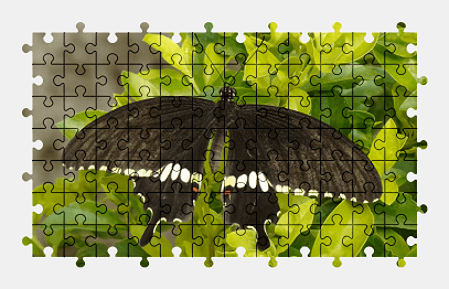 Jigsaw puzzle online butterfly,animal