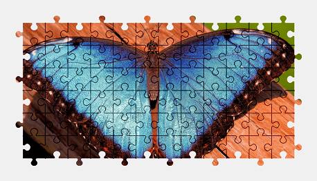 Jigsaw puzzle online butterfly,animal,colorful