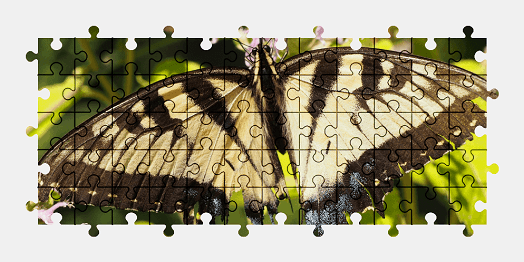 Jigsaw puzzle online butterfly,animal,nature