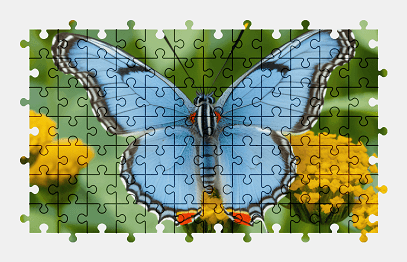 Jigsaw puzzle online butterfly,animal,nature,colorful