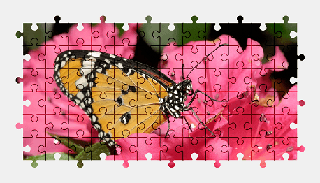 Jigsaw puzzle online butterfly,flower,animal,nature